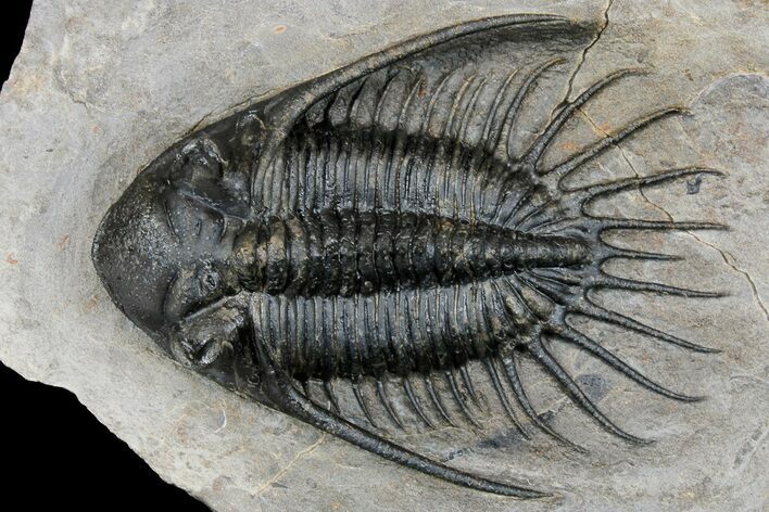 Kayserops megaspina Trilobite - Bou Lachrhal, Morocco #175052